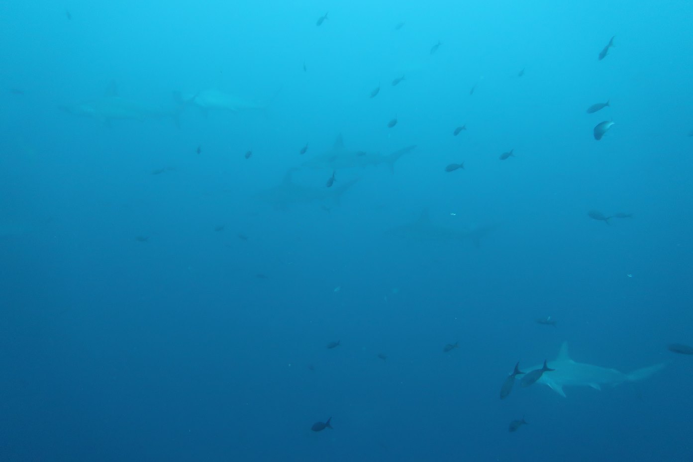 Shark school